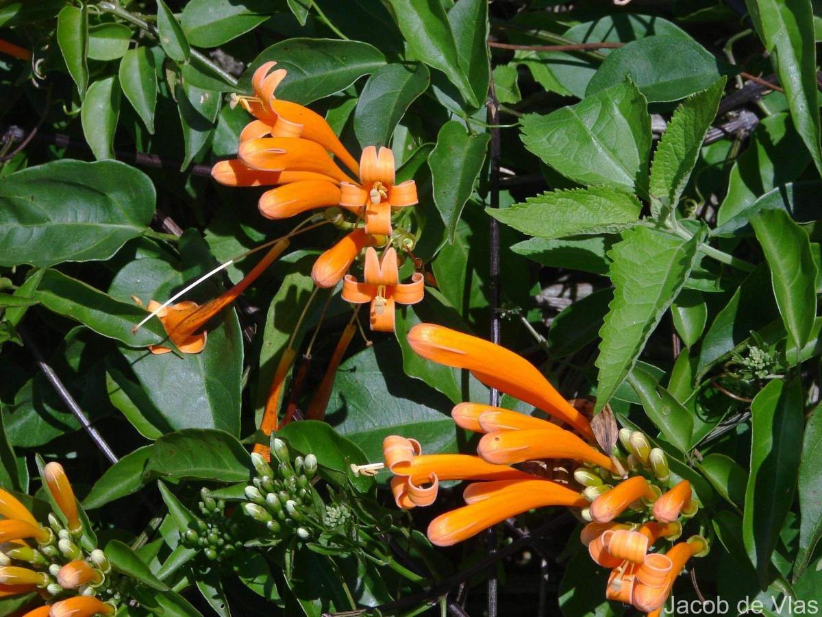 Pyrostegia venusta (Ker Gawl.) Miers